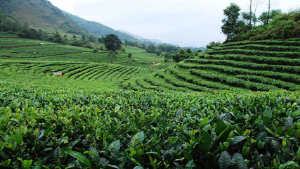 北回歸線上的明珠 臨滄5大優勢產業打造世界一流綠色品牌——茶葉種植篇