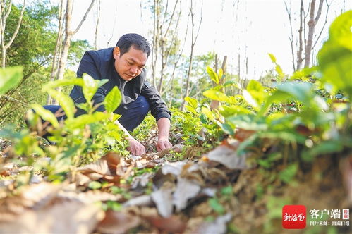 五指山茶香 海南大葉種的芯片化探索與農(nóng)副產(chǎn)品銷售新路徑