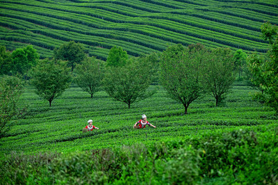 茶韻飄香武陵山，產業振興新篇章——首屆“秀山毛尖”杯茶王賽暨第二屆武陵山茶文化節成功舉辦，農副產品銷售成果喜人