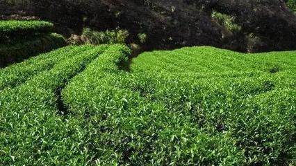 品大紅袍的雅致，避農(nóng)副產(chǎn)品的陷阱 常見問題與解決方案