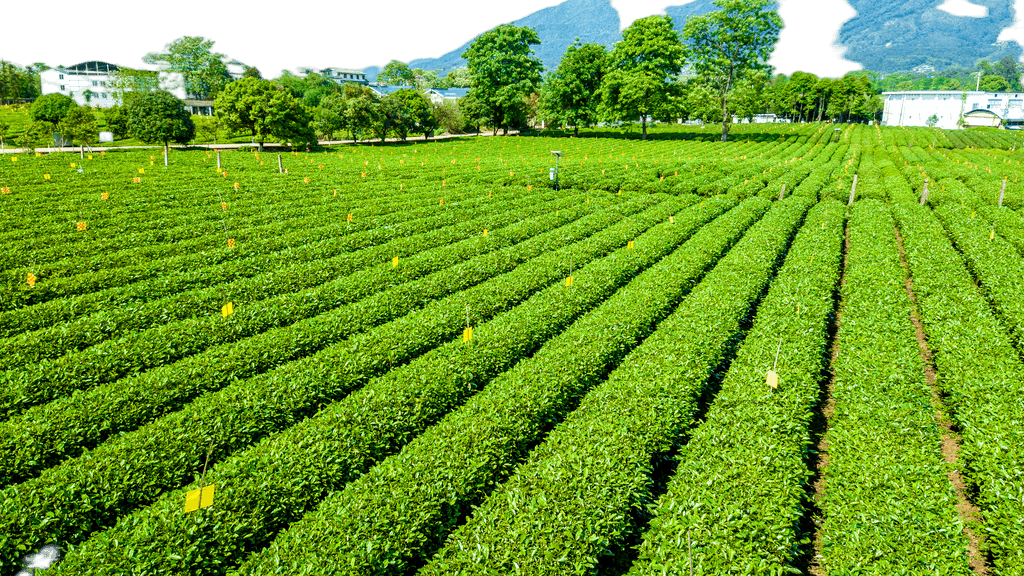 打造視覺盛宴 原創(chuàng)茶園航拍免摳元素，賦能農(nóng)副產(chǎn)品品牌升級與銷售