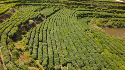 英山云霧茶榮獲國家地標產品保護示范區授牌，助推茶葉產業高質量發展