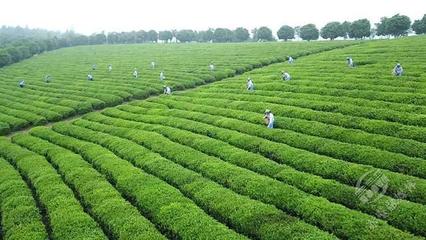 創新轉型，合作趕超 赤壁茶發集團引領區域茶企與農副產品銷售快速發展