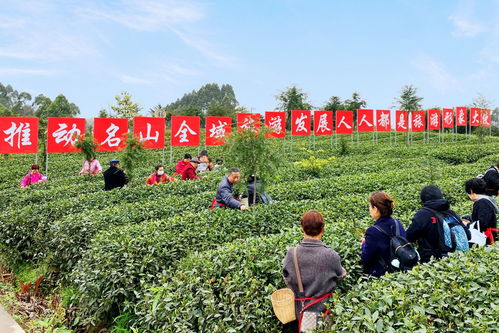 埋頭種茶 抬頭探路——四川春茶主產(chǎn)區(qū)走訪見聞