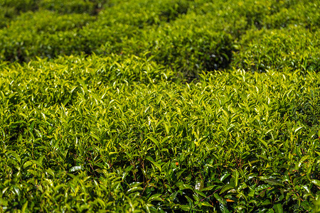 綠茶種植園 自然饋贈，匠心臻品