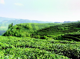 古茶之鄉的現代轉型 茶聯網引領農副產品銷售新篇章
