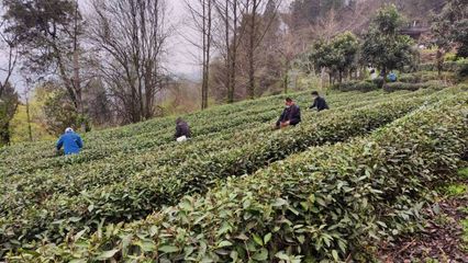 武當太子坡 茶香漫山野，農場帶富一方人