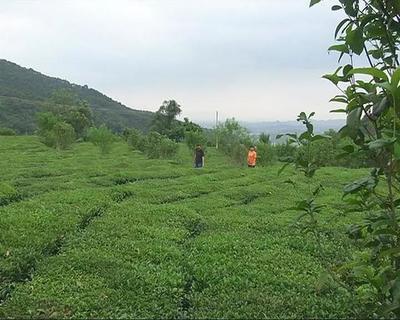 走進揭東玉湖，品味自然人文與特色農產