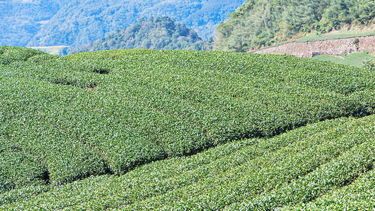 富士山下茶香漫 探尋日本頂級茶葉的種植藝術