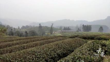 內江威遠萬畝茶園吐新芽 茶農采茶迎豐收，農副產品銷售新篇章