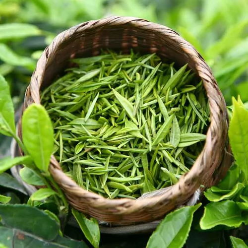 從土地到茶杯 揭秘茶葉種植的科學(xué)與藝術(shù)