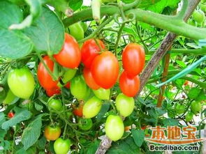 大團(tuán)桃園 甜蜜特產(chǎn)與豐富農(nóng)副產(chǎn)品的田園寶藏