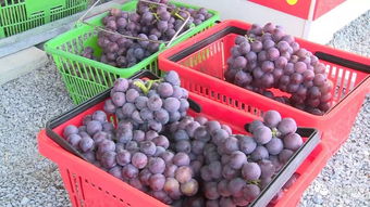 加強(qiáng)日常監(jiān)管與抽樣檢查，筑牢農(nóng)副產(chǎn)品供給安全防線